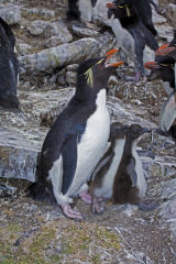 Rockhopper Penguins 